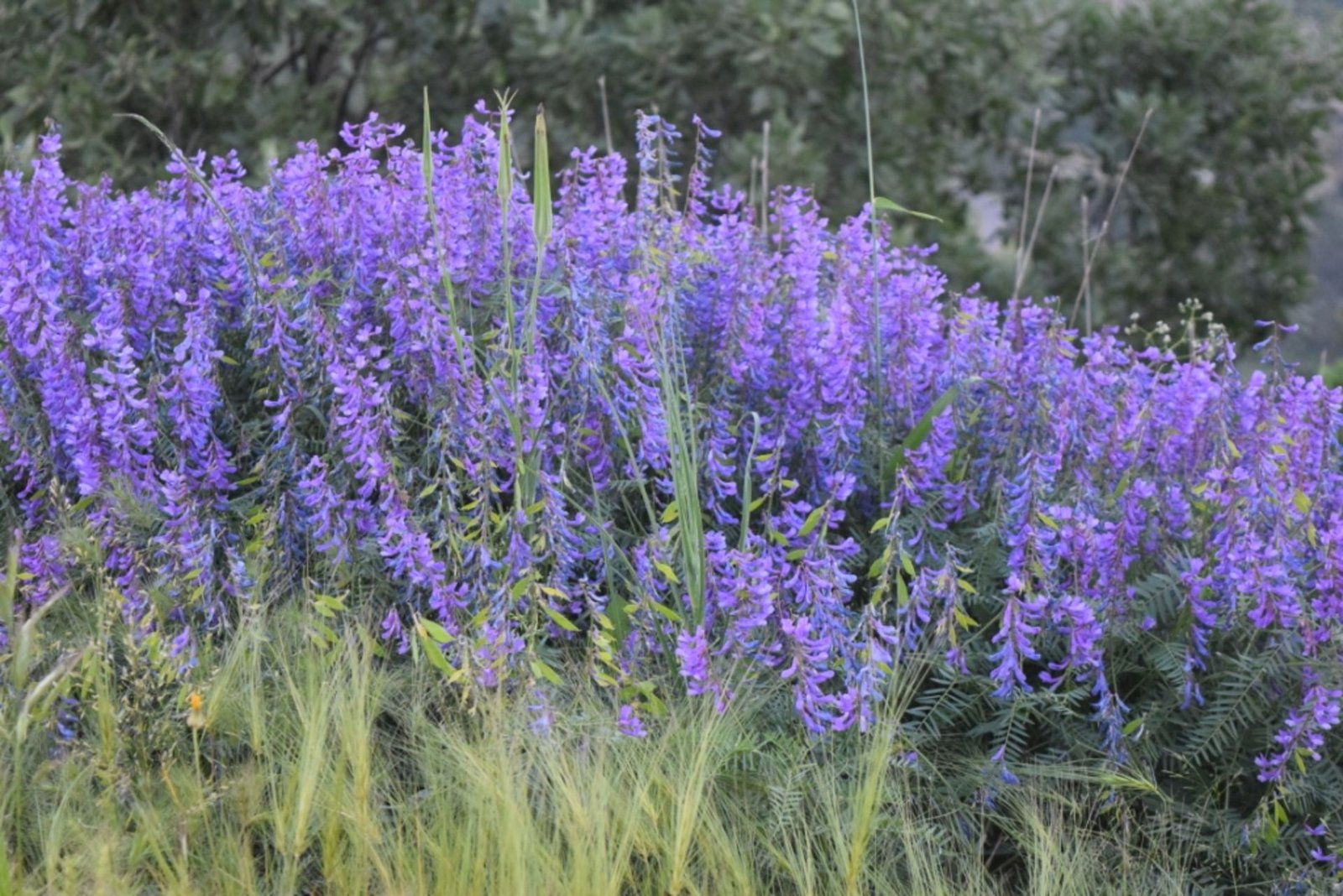 Vicia tenifolia Roth